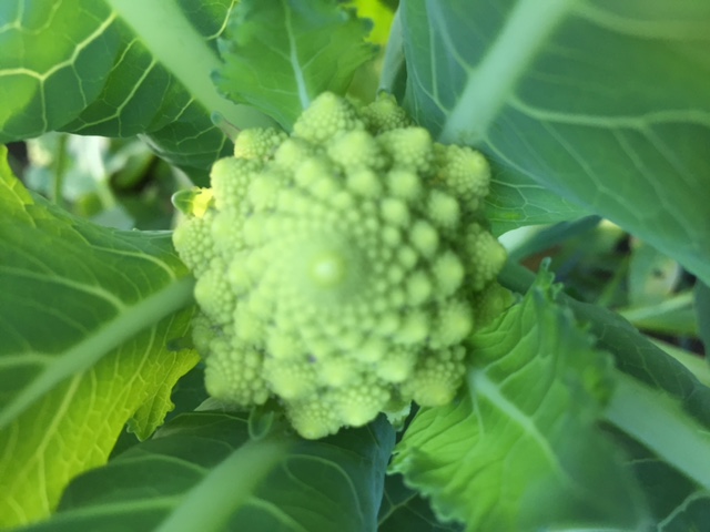 romanesco broccoli